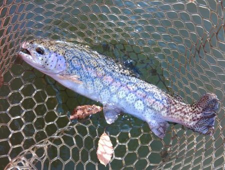 大安トラウトレイク釣果